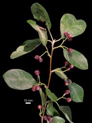 Cotoneaster bacillaris: Branch with fruit.
 Image: D. Glenny © Landcare Research 2017 CC BY 3.0 NZ